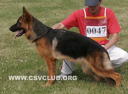 VV1 0047 力斯，Lisie von HeiLong，CSZ118922，犬主：刘茂坤