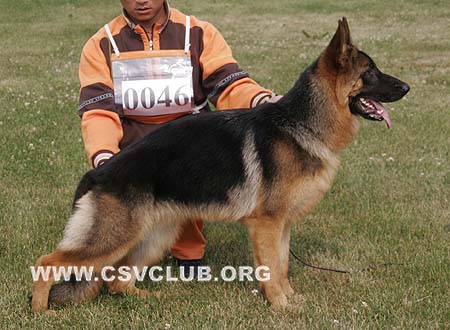 VV2 0046 豆妮娅，Donia von ShiDaYuan，CSZW117363，犬主：祖洪涛