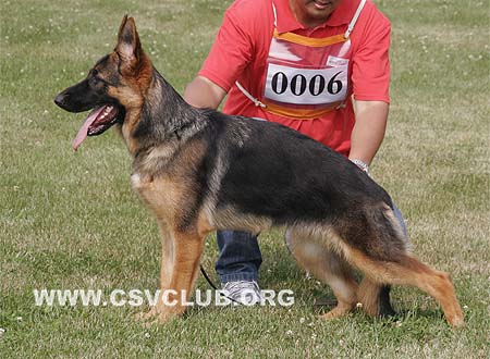 VV3 0006 奥塔利，Ops von WeiSheng，CSZW117925，犬主：纪增武