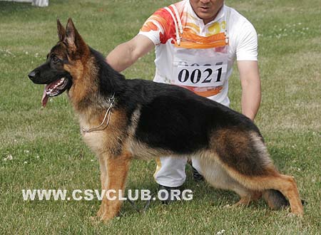 VV4 0021 客劳达，Clauda von JL Da Hong，CSZ116998，犬主：王洪臣