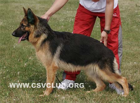 VV5 0012 库力提巴，Kuritiba von ZhengRong，CSZ119822，犬主：宁洋