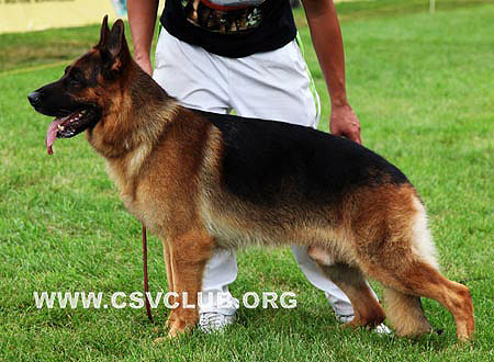 V3 1017 艾蔻，Icko von ZhongHao，CSZ42545，犬主：李忠良
