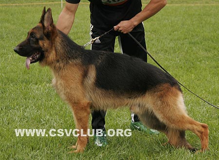 SG2 3028 艾路克斯，Illux von TianShang，CSZ118822，犬主：岳磊