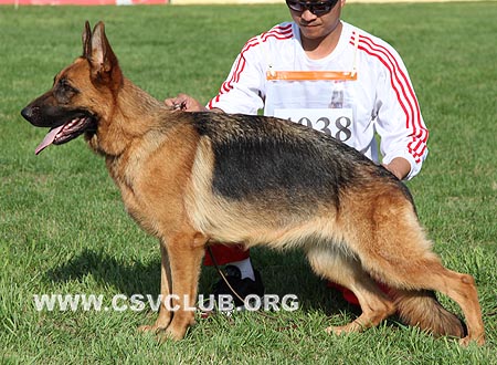 SG2 4038 艾瑟格力木，Isadora von TianShang，CSZ118823，犬主：岳磊