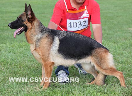 SG5 4032 海吉，Higgi von ZhengDe，CSZ105115，犬主：王宝清