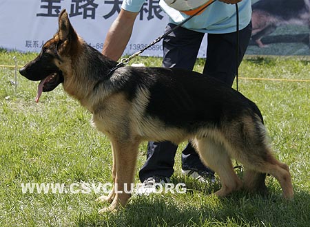 VV2 9010 森恩，Zinn von ZhongHao，CSZ123340，犬主：李忠良