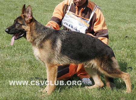 VV3 9021 加奴，Janu von KaiXuan，CSZW118334，犬主：张尧