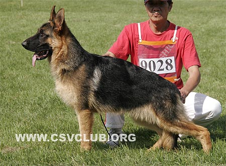 VV4 9028 古塔，Gutta von DeQin，CSZ110416，犬主：葛彦发