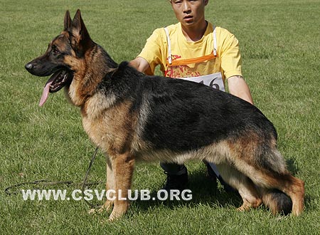 VV5 9016 富鲁杜，Frodo von ZhongRong，CSZW118980，犬主：王明坤