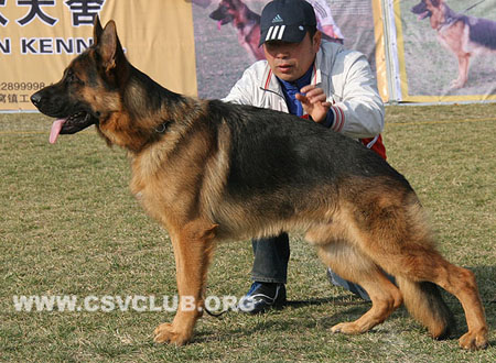 SG1 3009 Sony vom Streek，CSZ8002360，犬主：禇孝立