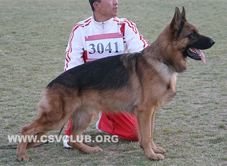 SG2 3041 爱斯曼 Iceman von Santamar，CSZ8002195，犬主：苏志镒