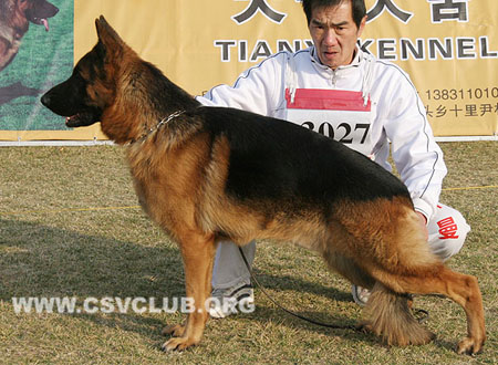 SG3 3027 绍里 Schorry von OuWeiJie，CSZ107105，犬主：李际宝