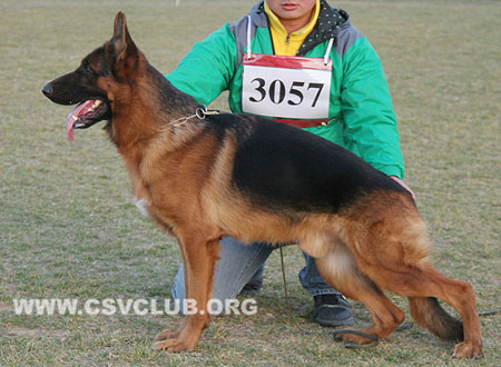SG4 3057 迪杜 Didoq von JiangDingJun，CSZ99172，犬主：于润生
