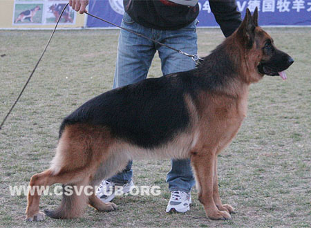SG5 3059 凯文 Kevin Topolovni?ki，CSZ8002365，犬主：张成武