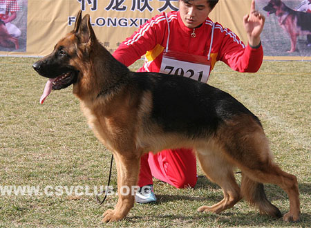 VV1 7021 德菲杜 Defeidu von TaiMei，CSZ119133，犬主：张健