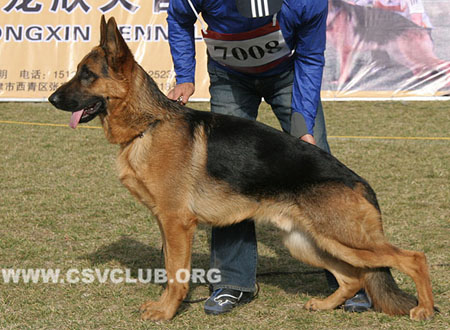 VV2 7008 艾丁 Etting von GuangYou，CSZ112888，犬主：林永培