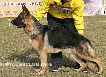 VV4 7022 盖尔尔 Geier von WuLang，CSZ115866，犬主：张龙海