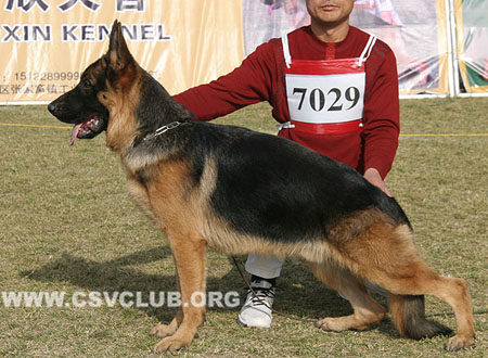 VV5 7029 波斯提克 Bostic von QD DaLong，CSZ115897，犬主：郑刚