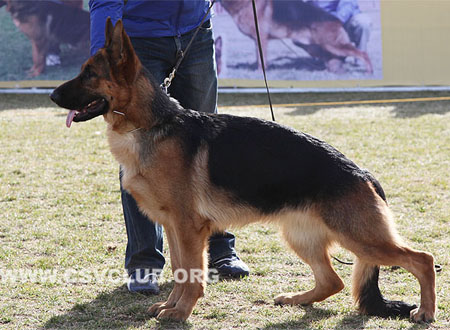 VV5 8026 伊丽 Eili von GuangYou，CSZ112892，犬主：林永培
