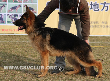 VV1 9013 艾莫森 Emmerson von TaiFeng，CSZ130414，犬主：马强(强盛)