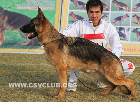 VV2 9004 奥拉尼度斯 Orlandosq von DeQin，CSZ119284，犬主：葛彦发
