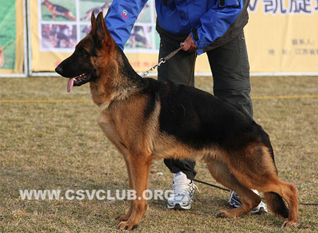 VV3 9011 盖鲁 Gelo von JiuCheng，CSZ123010，犬主：刘洪进(久诚)