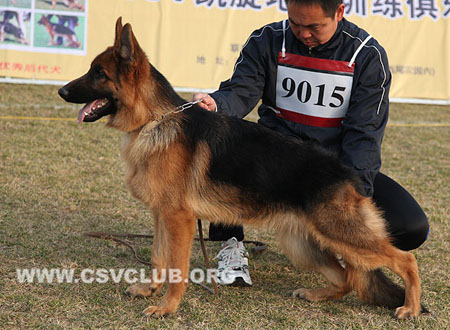 VV5 9015 汤穆 Tomm von ZongDuShengDe，CSZ127598，犬主：王全红