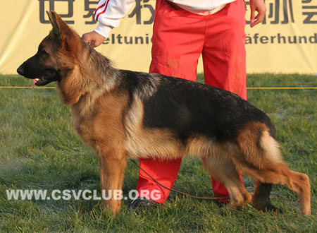 VV5 9012 本欧，Beo von Barco，CSZ129203，犬主：苏志镒