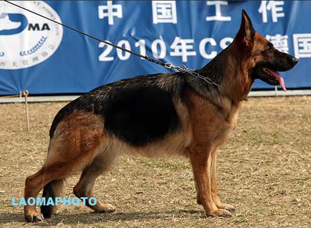 V2 2052 威尔玛 Wilma von der Freiheit Westerholt ，CSZ8002328，犬主：韩林