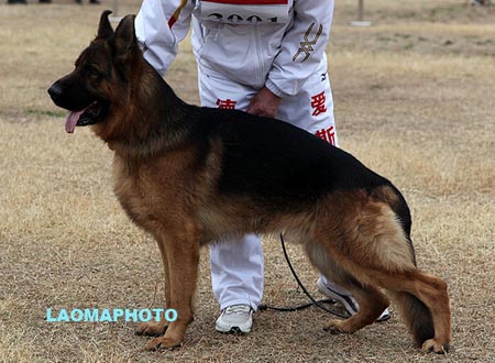 SG5 3001 迪阿热 Diaz von YongHeng，CSZ132988，犬主：蔡全法