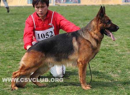 V1 1052 杜克斯，Dux de Intercanina，CSZ8002203，犬主：赵振平