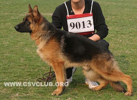 VV4 9013 艾莫度，Imdo von XinQiAo，CSZ136085，犬主：孙青海