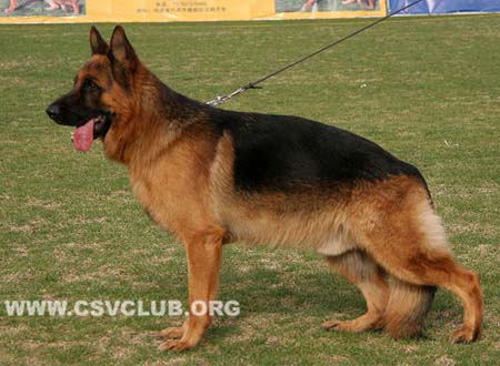 SG1 3017 绍里 Schorry von OuWeiJie，CSZ107105，犬主：李际宝