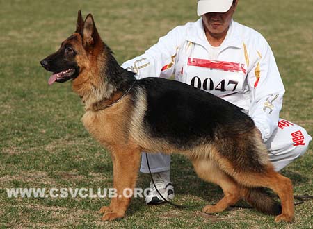 VV4 0047 苷达，Genda von WenHao，CSZ135558，犬主：杨学文（文昊）