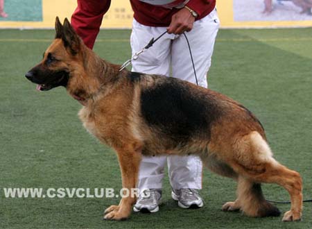 V1 2083 杜比，Djubi vom Valtenberg，CSZ8001835，犬主：赵振平