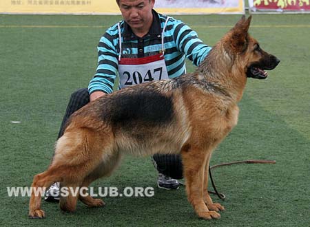 V4 2047 尤丽，Yule vom Klostermoor，CSZ8002323，犬主：宋刚