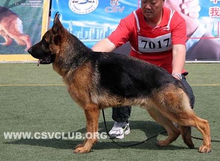 VV3 7017 高亚，Gojar von XinQuan，CSZ129301，犬主：史金全