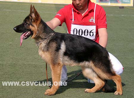 VV2 0006 伊楼若，Elora von WuLan，CSZ138546，犬主：胡利东
