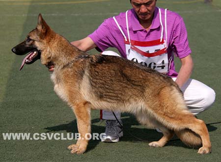 VV3 0004 斯克利佛斯，Slei von DeQin，CSZ137408，犬主：葛彦发