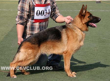 VV4 0034 来亚，Raja von DaWei ，CSZ136934，犬主：赵卫志