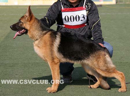 VV5 0003 波莉蛾，Bollie von Tian Li，CSZ139850，犬主：戴泉知