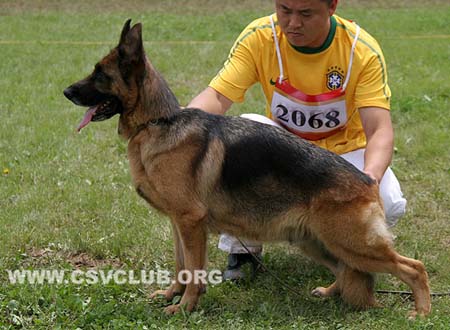 V5 2068 艾克亚，Aca von ShiDaYuan，CSZ72487，犬主：祖洪涛