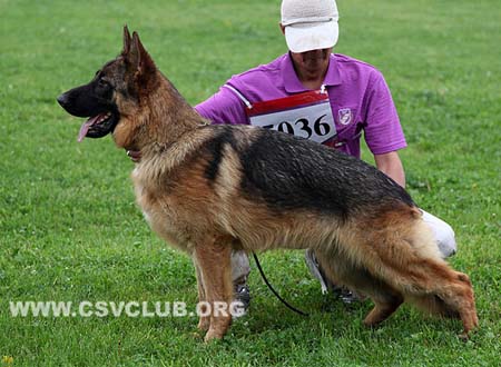SG2 5036 奥拉尼度斯，Orlandosq von DeQin，CSZ119284，犬主：于建波