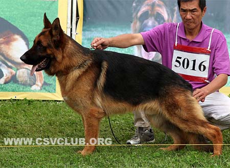 SG3 5016 乌尔索，Urso von ZhengDe，CSZ120606，犬主：刘杰
