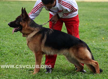 SG4 5013 杰瑟-加莫斯，Jesse-Jaemes von WangZai，CSZ114281，犬主：李深义