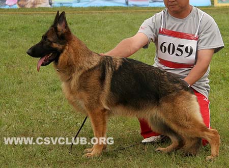 SG3 6059 森特爱，Cinty von BoYu，CSZ125660，犬主：王喜庆