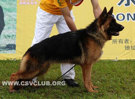 VV2 8020 娜文娜，Navina von JiDe，CSZ140919，犬主：朴海林