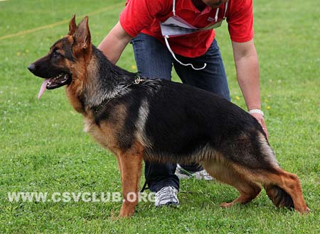VV2 9004 尼克拉斯，Nicklas von FuLongXin，CSZ137257，犬主：李金明
