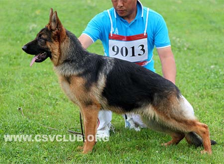 VV3 9013 本吉，Bengy von QingDong，CSZ141551，犬主：石革文