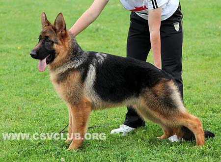 VV4 9007 依度，Indor von Zhong Yu，CSZ141516，犬主：刘贵文